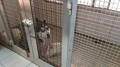 A Husky dog in the Sharjah Animal Market. Picture supplied by Elizabeth Hatcher