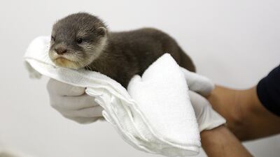 Month-old Ginger the otter is a little star in Dubai. Satish Kumar / The National