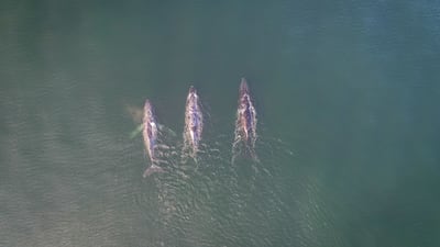 Two males flank a female Arabian Sea humpback whale during breeding season in the Gulf of Masirah. Photo: Matthew Leslie