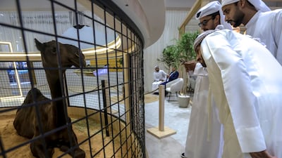 Visitors admire a cloned Mabrokan camel at the 2025 Internatinal Hunting and Equestrian Exhibition in Abu Dhabi. Victor Besa / The National