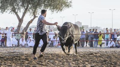 A bull running after a man at bull fighting in Fujairah corniche.