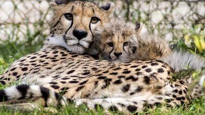 Last year, India announced the ambitious project to bring more than a dozen African cheetahs from South Africa and Namibia to Kuno National Park in central Madhya Pradesh state. EPA