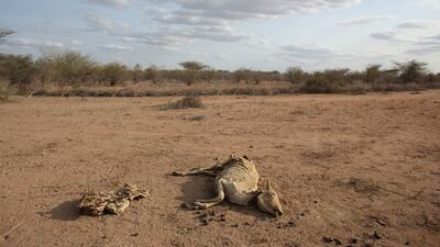 A dead cow lies on the ground near the Dadaab refugee settlement close to Kenya's border with Somalia, during a 2011 drought. Oli Scarff / Getty Images