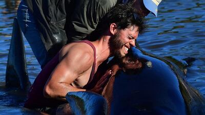 Hundreds of volunteers spent three days comforting the stranded whales and keeping them cool while waiting to refloat them on the high tide. Marty Melville / AFP Photo