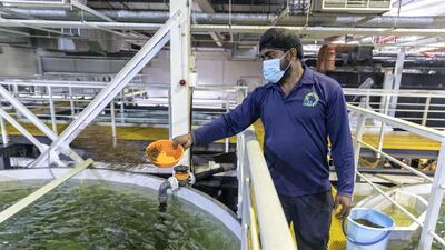 Operations at Fish Farm's centre in Jebel Ali.