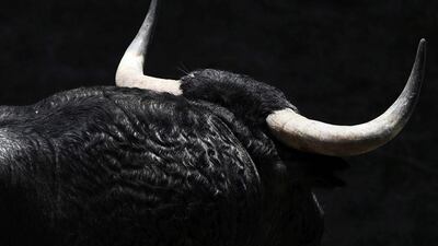 Close-up of one the bulls from Cebada Gago ranch which will be involved in one of the bull run of Sanfermines in Pamplona, northern Spain, 02 July 2016. The Sanfermines 2016 will begin on July 6 with the traditional ‘Txupinazo’, the firing of a banger, from Pamplona City Hall’s balcony. EPA