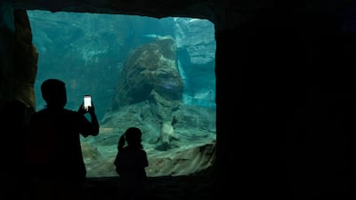 Kaya, a baby Pacific walrus born on May 19th 2026, at SeaWorld Abu Dhabi. Chris Whiteoak / The National