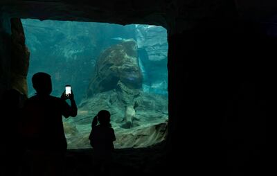 Visitors take pictures of Kaya at SeaWorld Abu Dhabi. Chris Whiteoak / The National