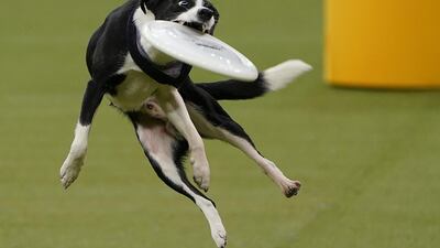 Skills: A dog performs tricks at the 2020 Westminster Kennel Club Dog Show on February 11, 2020. Reuters