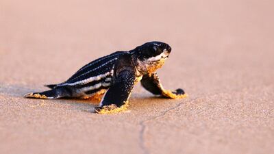 Coastal areas normally teeming with tourists around Phuket and Phang Nga have seen a return of the shy sea creatures in recent months. Reuters