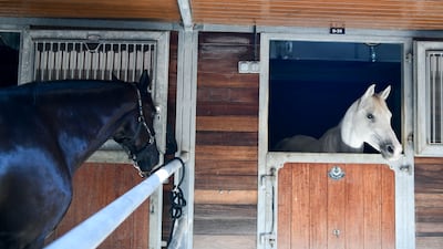 The pony camp also features gymkhana, for which children can win rosettes