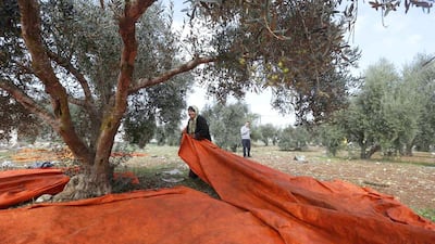 Farmers pick olives during a harvest at a farm in Irbid city, north of Amman. Jordan is the world’s eighth largest producer of olive oil, with 17 million olive trees generating around 20 to 24 tonnes of oil every year. Muhammad Hamed / Reuters