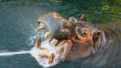 Otis, a 45-year-old male river hippopotamus at the San Diego Zoo died last year. Nicknamed the 'smiling hippo', Otis had been under care for degenerative joint and spinal disease and a decision to euthanise him was made. San Diego Zoo Wildlife Alliance / AP