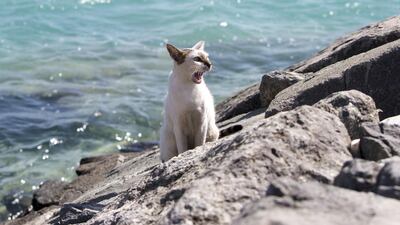 Feral cats feed on food donated by Animal Welfare Abu Dhabi on Lulu Island in Abu Dhabi. Christopher Pike / The National