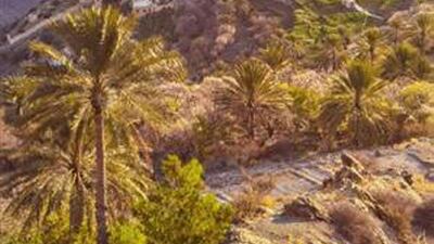 Apricot trees need special care to produce their fruit. Oman News Agency