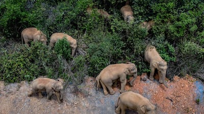 The herd, which is composed of six female and three male adults, three juveniles and three calves, has approached the outskirts of provincial capital Kunming. Xinhua via AP