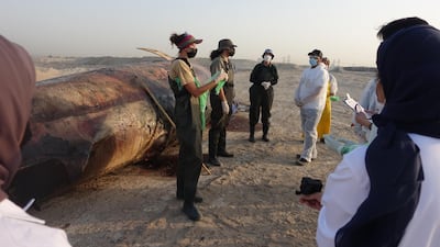 The discovery of a Bryde's whale off the coast of Dubai has helped researchers shed new light on a largely misunderstood mammal. Photo: Sharjah Environment and Protected Areas Authority