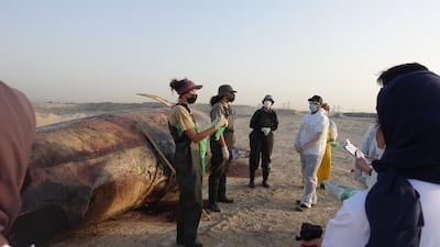 The whale carcass was found off the coast of Dubai. Sharjah Environment and Protected Areas Authority