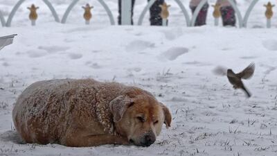 A dog is teased by a bird as it dozes in the snow in a park near the Hagia Sophia Museum in Istanbul. Tolga Bozoglu / EPA