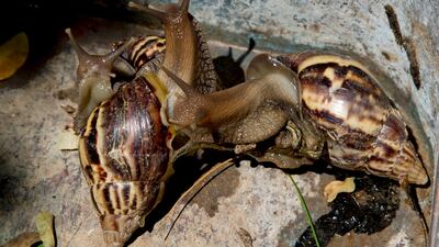 A rout of giant African snails gather in a corner in Havana, Cuba. AP Photo