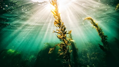 Seaweed can help farmers tackle their carbon footprint. Getty Images