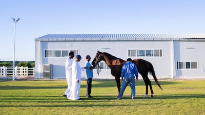 Salem bin Ghadayer and his team inspect a horse at Fazza Racing Stables. Reem Mohammed / The National