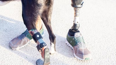 Otis, a black and white dog, has a prosthetic paw. Courtesy: Em Ray