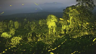 'Lights fantastic', showing a night sky and a forest illuminated with fireflies at Anamalai Tiger Reserve, Tamil Nadu, India, by Sriram Murali, from India, has won the Behaviour: Invertebrates award. Sriram Murali / Wildlife Photographer of the Year / PA