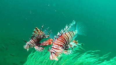 A lionfish at Inchcape 2. Photo: Jean-Michel Moriniere
