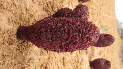 Red thumbs (Cynomorium coccineum) are a fleshy plant that grow up to 40 centimetres tall. Its pungent odour attracts flies. Photo courtesy: Government of Ras Al Khaimah.