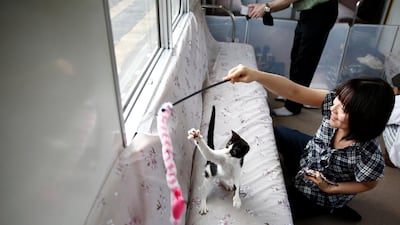A passenger plays with a cat, in a train cat cafe, held on a local train to bring awareness to the culling of stray cats,. Kim Kyung-Hoon / Reuters