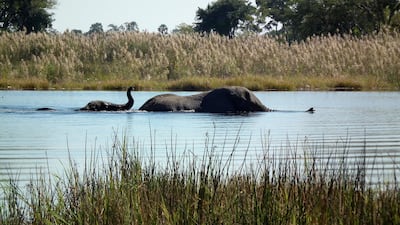 4. Embrace a slower pace of life on the Okavango Delta in Botswana, one of the world’s largest inland deltas that is home to huge numbers of wildlife.