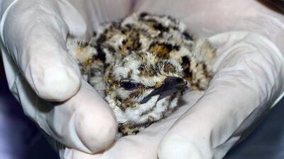 The first captive-bred Asian Houbara chick of the season, which hatched at the International Fund for Houbara Conservation’s Sheikh Khalifa Houbara Breeding Centre this week. Courtesy International Fund for Houbara Conservation