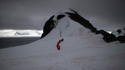 Greenpeace activists take a walk along the snow during a day off at Orne Harbor, Antarctica. REUTERS