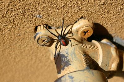 A red back spider can cause bites that result in pain, vomiting or sweating. Getty Images