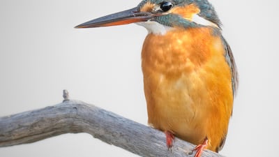 'The Kingfisher' by Dan Newton.