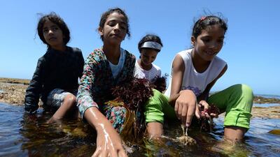 There are no reliable figures for how many people make their living from the seaweed but hundreds, if not thousands, take part in the harvest every year. Fadel Senna/AFP Photo