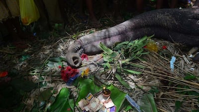 Flowers and money are placed by the villagers near the carcass of an Asiatic elephant before being buried in Sakrapani village in South Kamrup district of Assam state. According to local villagers the male elephant had an encounter a few weeks before when he entered their village in search of food. The elephant died because of its injuries. EPA