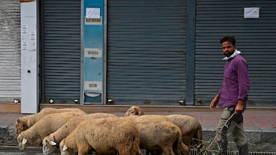 A shepherd drives a flock of sheep in Srinagar during a lockdown imposed by authorities after a sudden surge of coronavirus cases. AFP