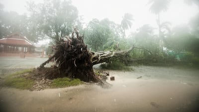 A fallen tree is seen as tropical storm Pabuk approaches the southern province of Nakhon Si Thammarat, Thailand. Reuters