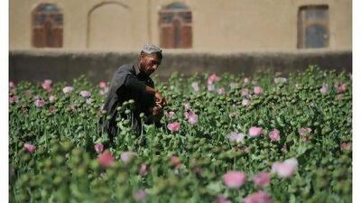 An Afgan opium poppy farmer scores opium poppy buds in a field in Helmand province. Nearly a decade into the war in Afghanistan, opium poppies are still the major crop for many farmers and a big source of income for the Taliban despite expensive efforts to stamp out cultivation. Bay Ismoyo / AFP Photo
