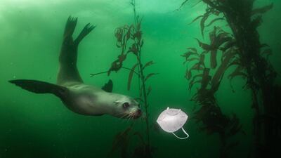 A curious Californian sea lion swims towards a discarded face mask in Monterey, California, USA, in November 2020. About 1.5 billion masks entered the oceans last year. This image won first prize in the World Press Photo "environment singles" category. Ralph Pace, World Press Photo via AP