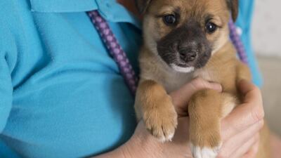 Kennel Manager Bev Wright holds a puppy at K9 Friends Dubai. Antonie Robertson / The National