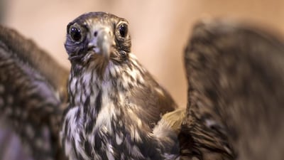 A stuffed Al Hur falcon at the museum in the Falcon Heritage and Sports Centre, Dubai. Reem Mohammed / The National