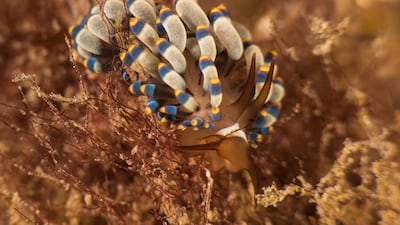 Nudibranchs can be found at depths of up to 2,500 metres. Courtesy Heiko Seim