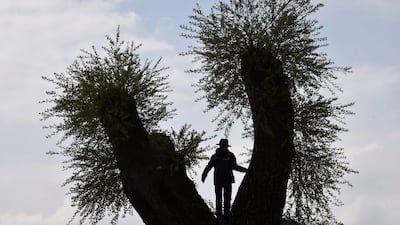 A boy climbs a tree near lake Ammersee in the small Bavarian village of Herrsching, Germany. Christof Stache / AFP / April 20, 2017