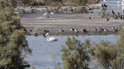 Migratory birds at Ras Al Khor Bird Sanctuary. Jeffrey E Biteng / The National