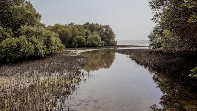 Umm Al Quwain's Khor Al Beidah is a haven for threatened species. Antonie Robertson / The National