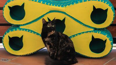 The beds are being placed around the Egyptian capital