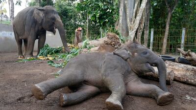 Sumatran elephant Nurhayati and her calf Kama receive food enrichment during celebrations to mark World Elephant Day at Bali Zoo, Indonesia. EPA